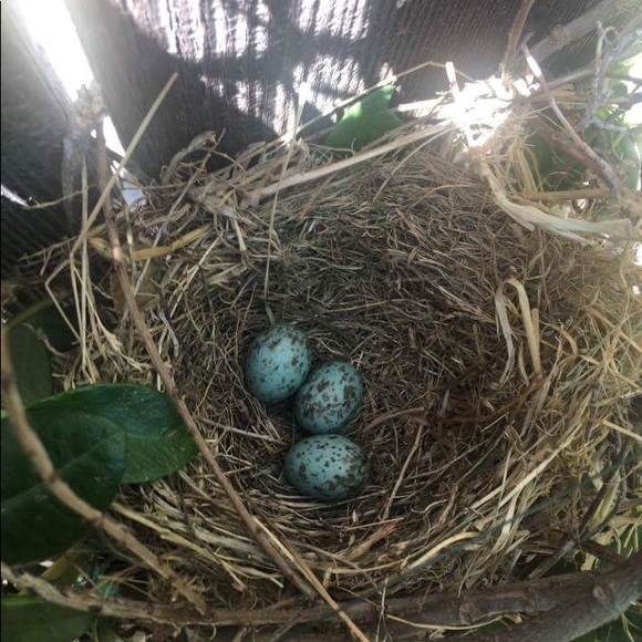 POSHMARK AMBASSADOR II dalialafleur - Picture 6 of 11